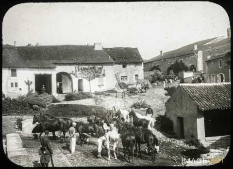 Chevaux de cavalerie au repos (Ville-sur-Illon)
